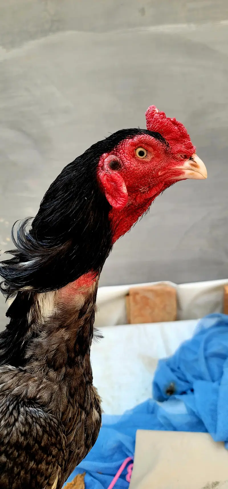 i am selling my Bird. . . jis kesi ko bhi chahiye munasib rate py de dung — photo 2