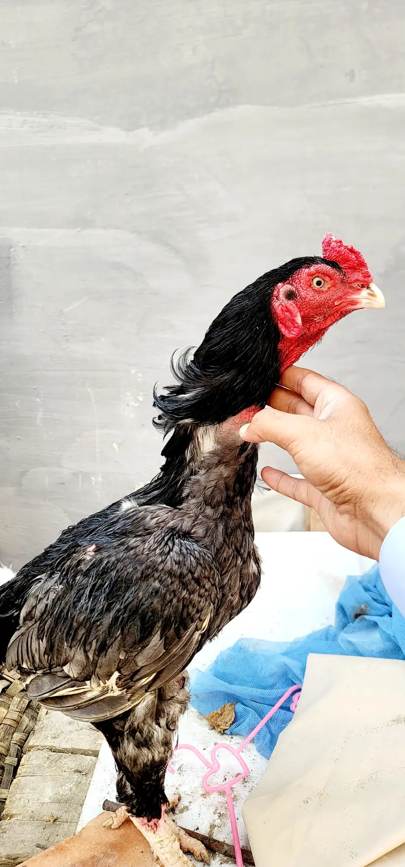 i am selling my Bird. . . jis kesi ko bhi chahiye munasib rate py de dung — photo 3