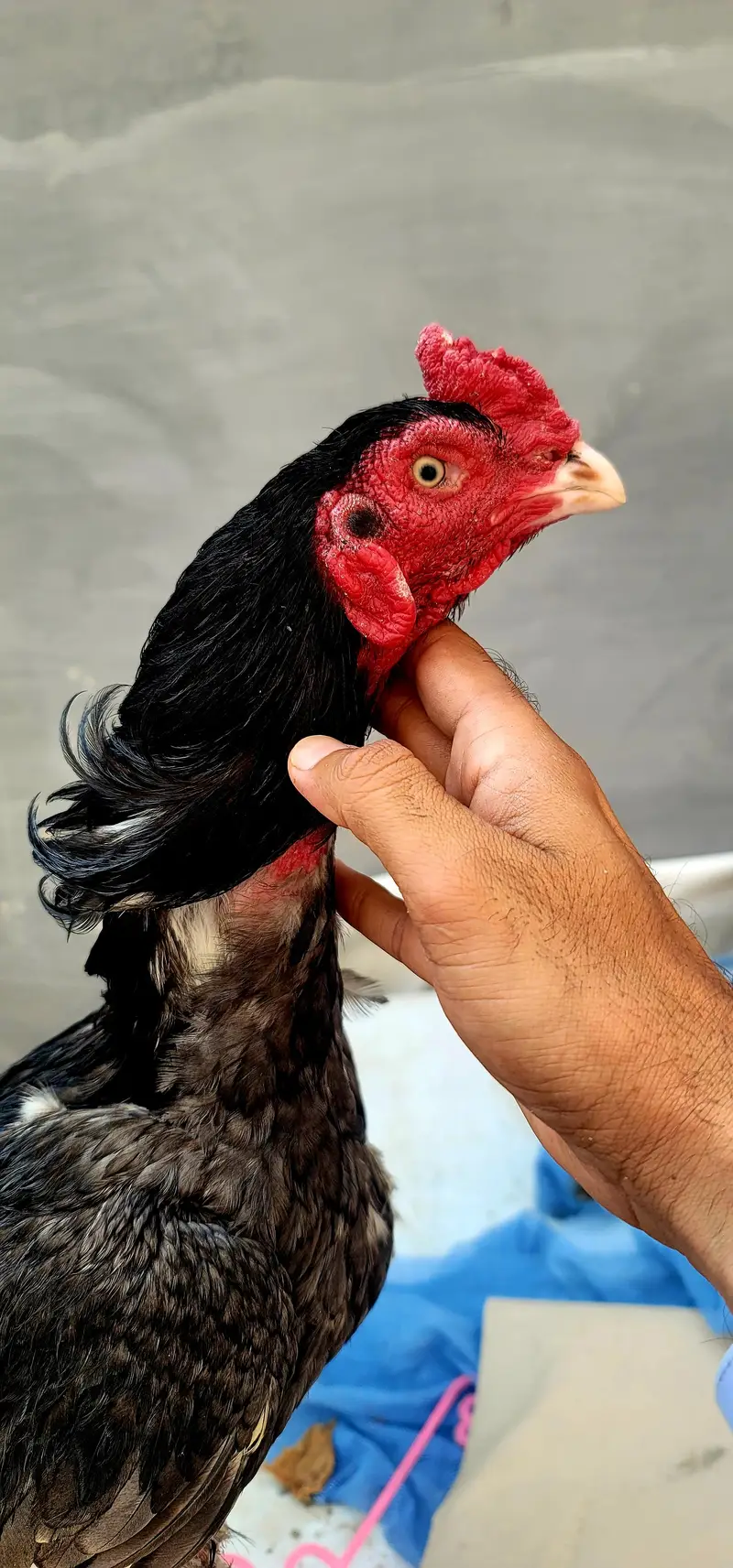 i am selling my Bird. . . jis kesi ko bhi chahiye munasib rate py de dung — photo 4