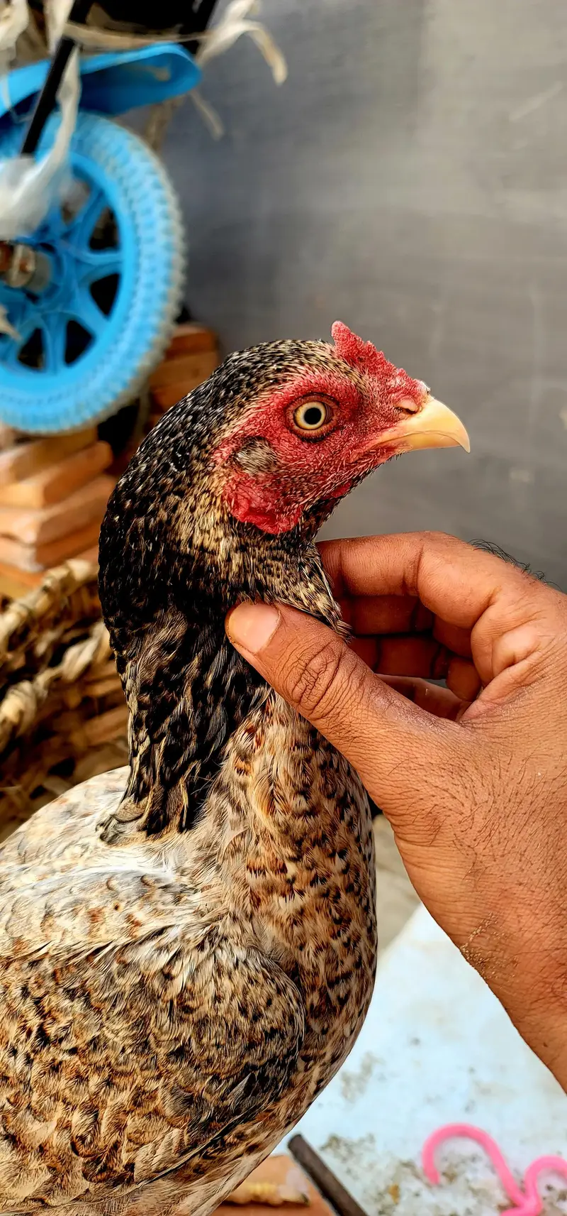 i am selling my Bird. . . jis kesi ko bhi chahiye munasib rate py de dung — photo 5