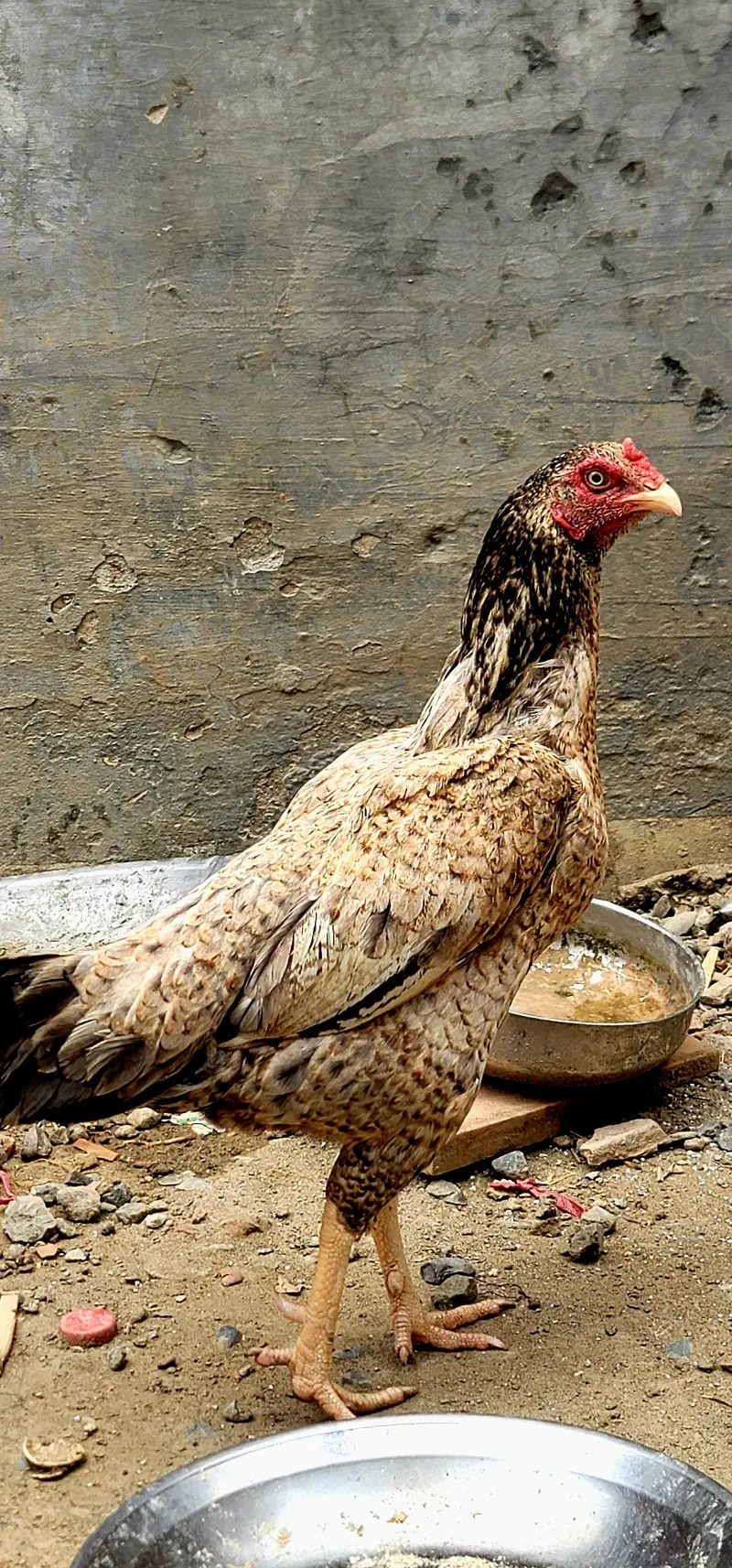 i am selling my Bird. . . jis kesi ko bhi chahiye munasib rate py de dung — photo 6