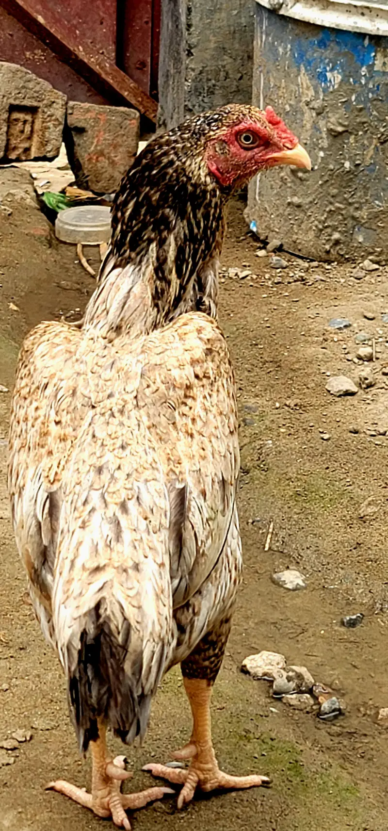 i am selling my Bird. . . jis kesi ko bhi chahiye munasib rate py de dung — photo 7