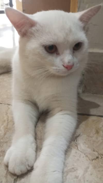 Persian cat selling