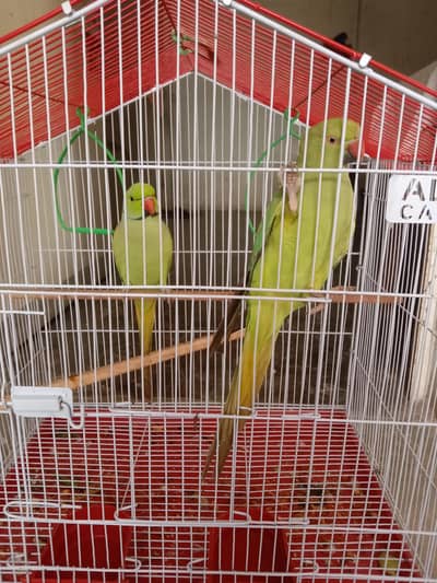 Male age 2 years & female age 1.5 year