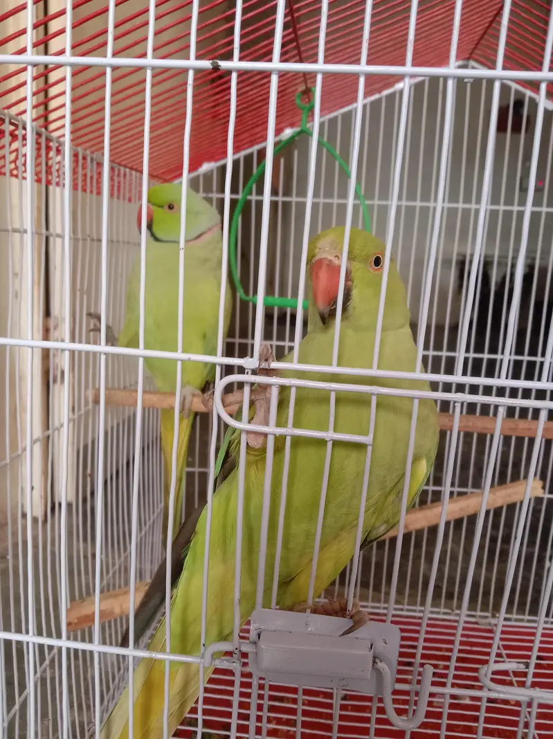 Male age 2 years & female age 1.5 year — photo 2