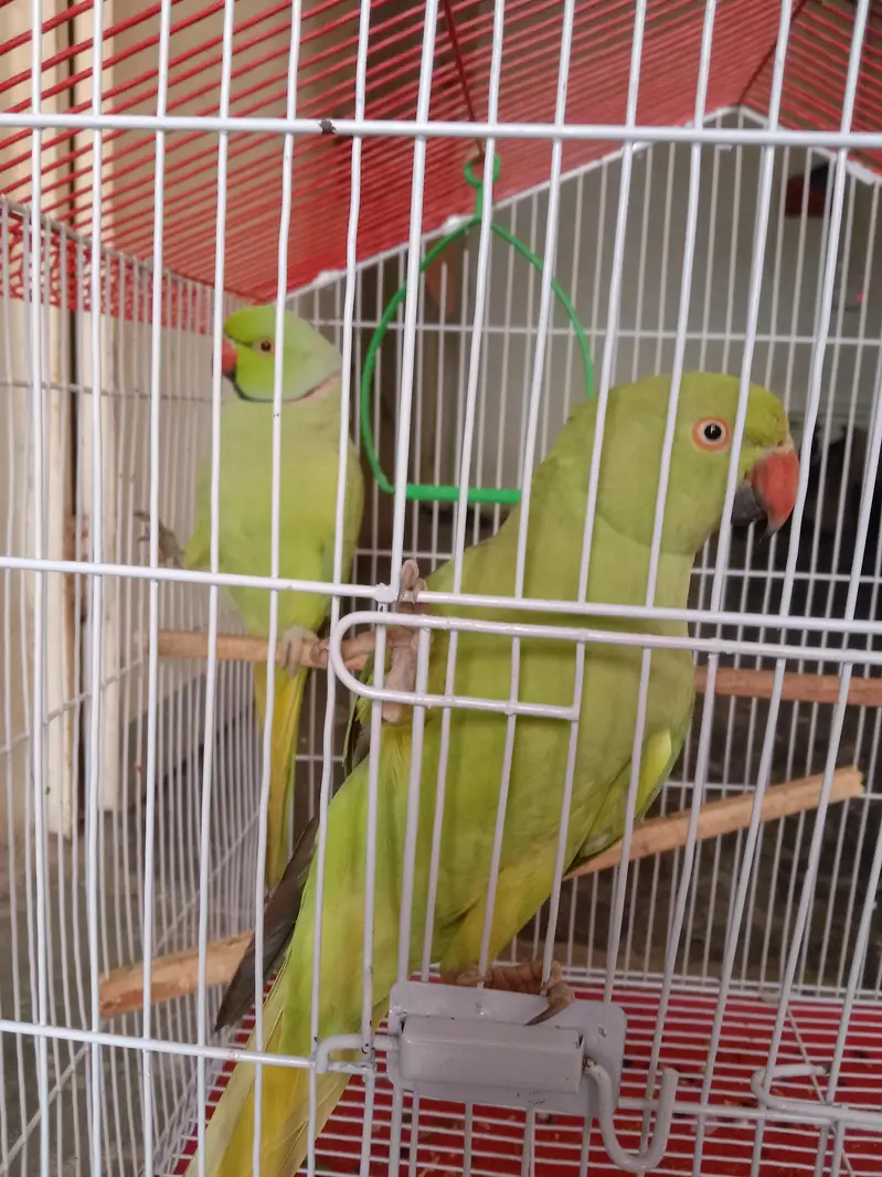 Male age 2 years & female age 1.5 year — photo 3