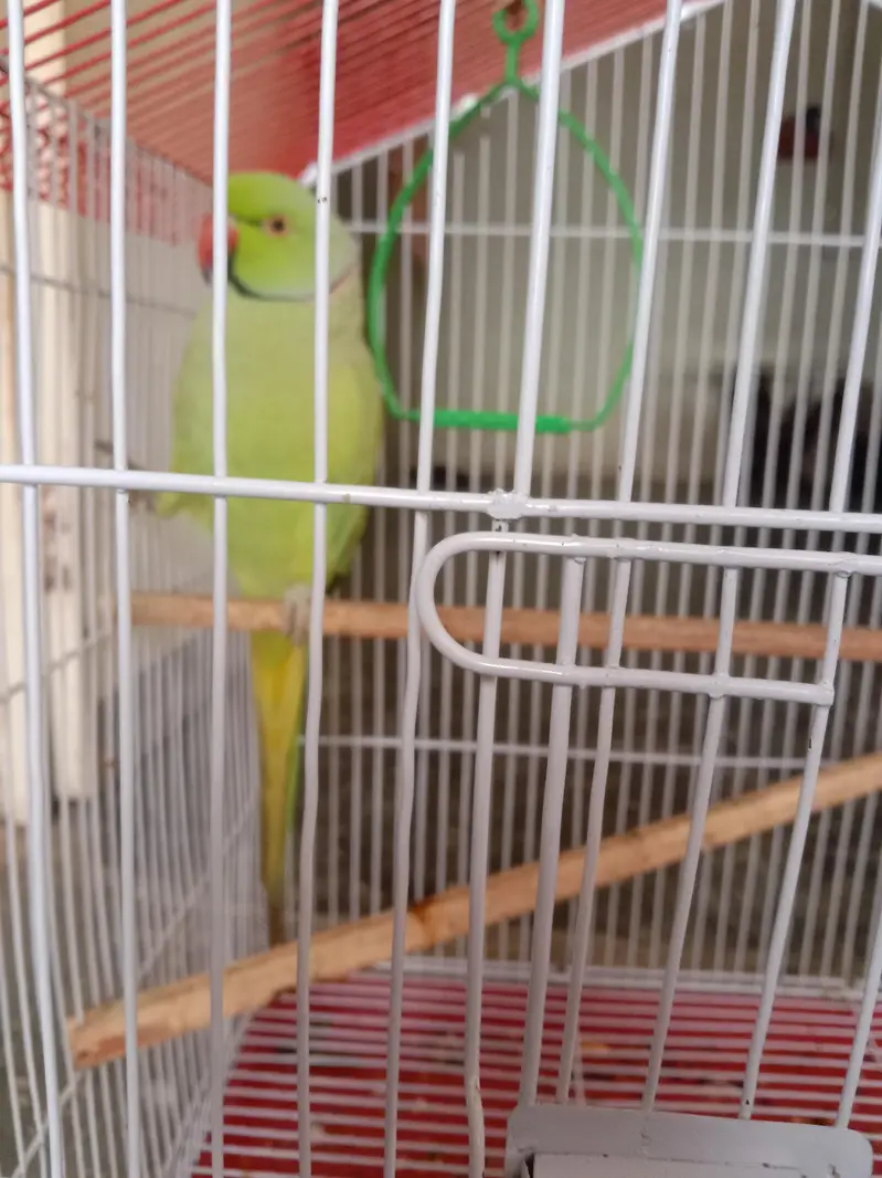 Male age 2 years & female age 1.5 year — photo 4