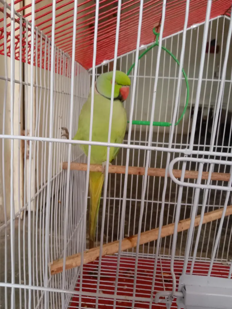 Male age 2 years & female age 1.5 year — photo 5