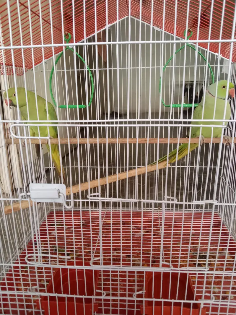 Male age 2 years & female age 1.5 year — photo 6
