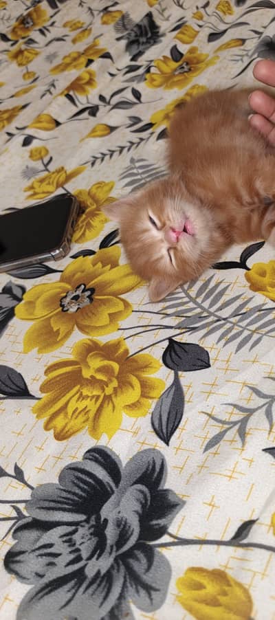 Persion kitten