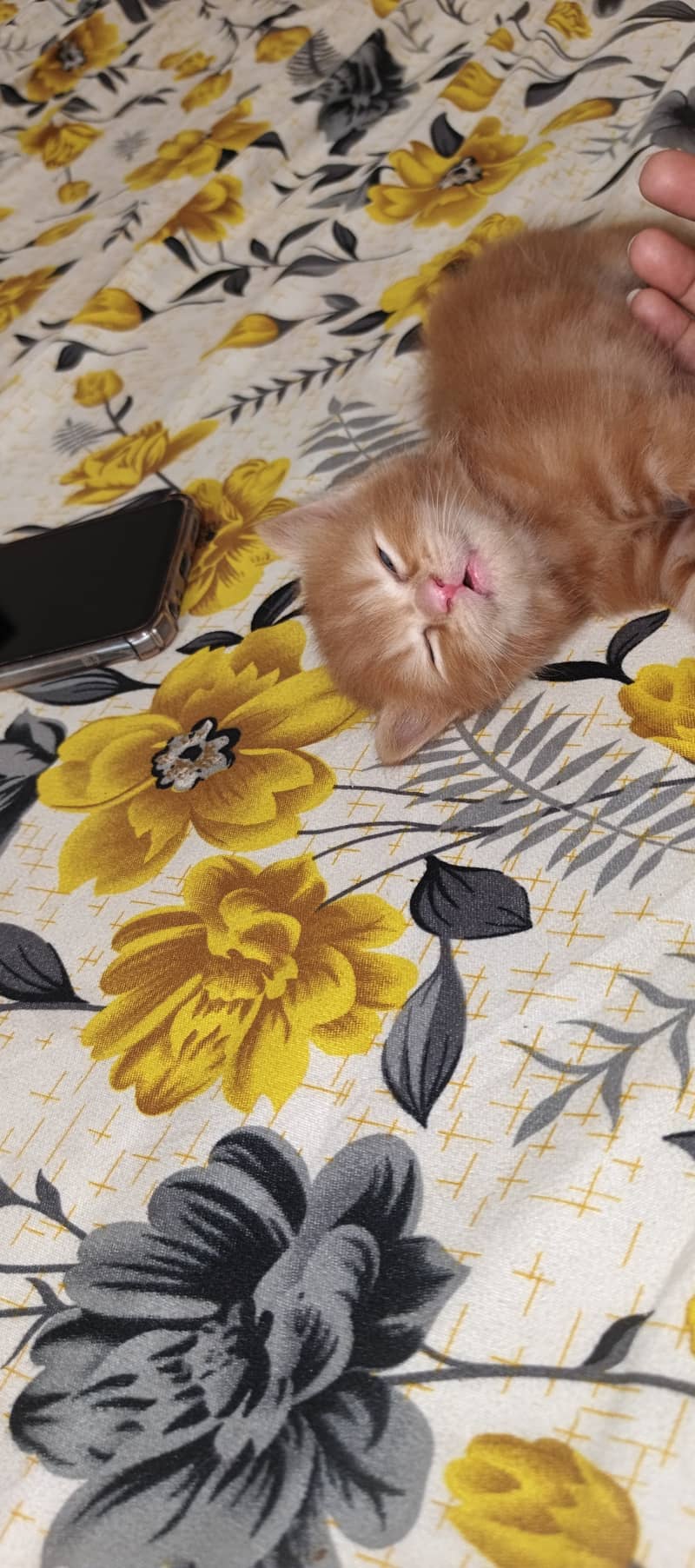Persion kitten 0