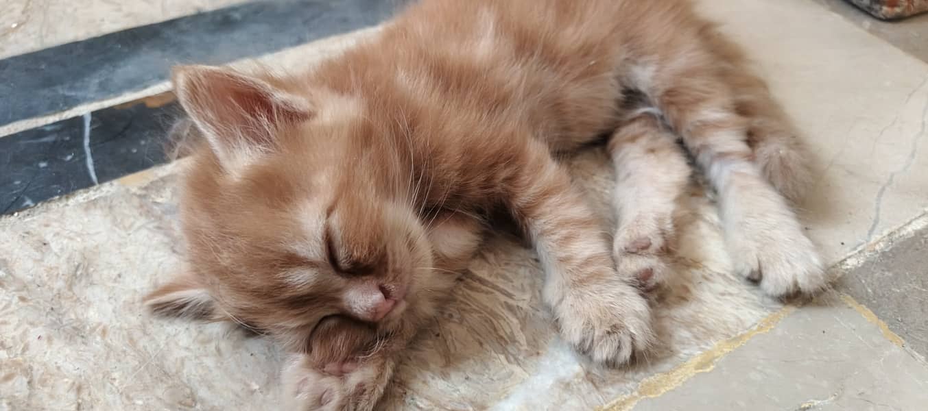 Persion kitten 1