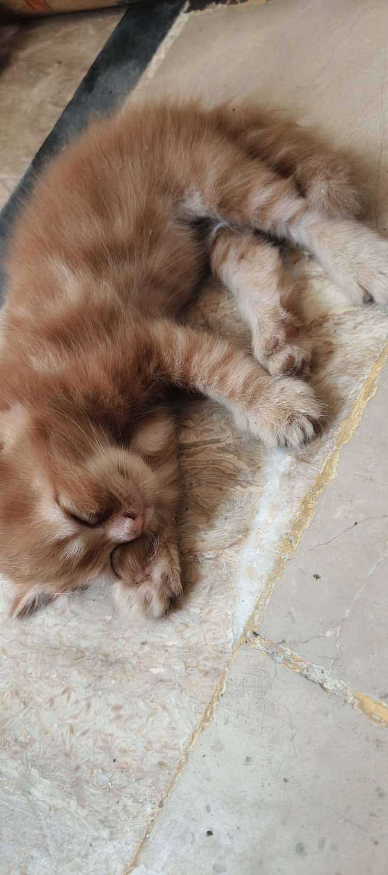 Persion kitten 2