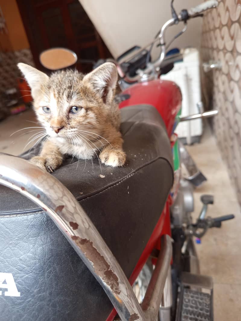 kitten 0