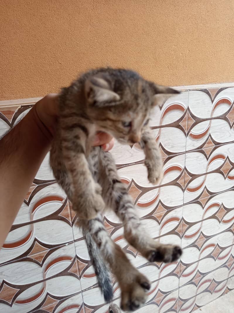 kitten 1