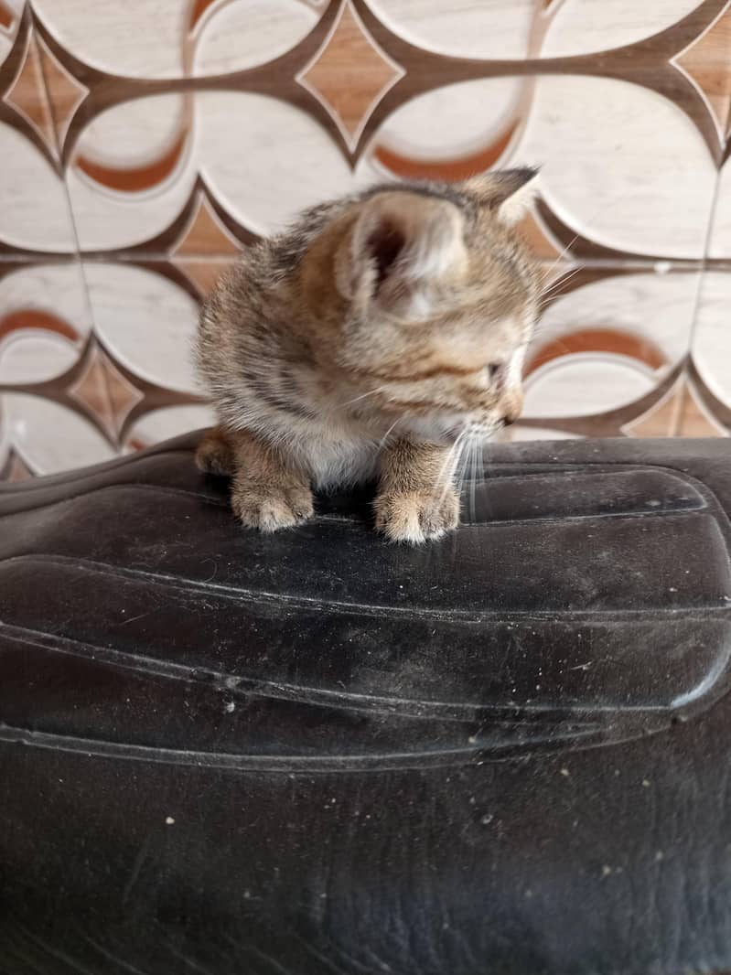 kitten 2