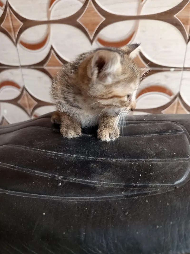 kitten — photo 3