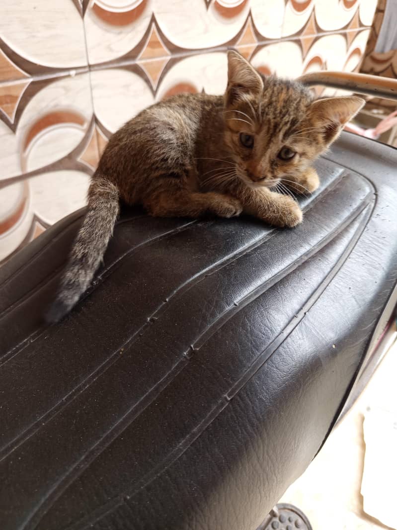 kitten 3