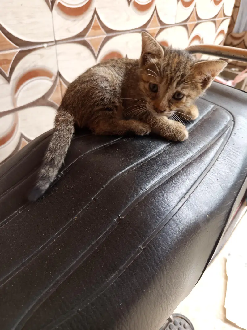 kitten — photo 4