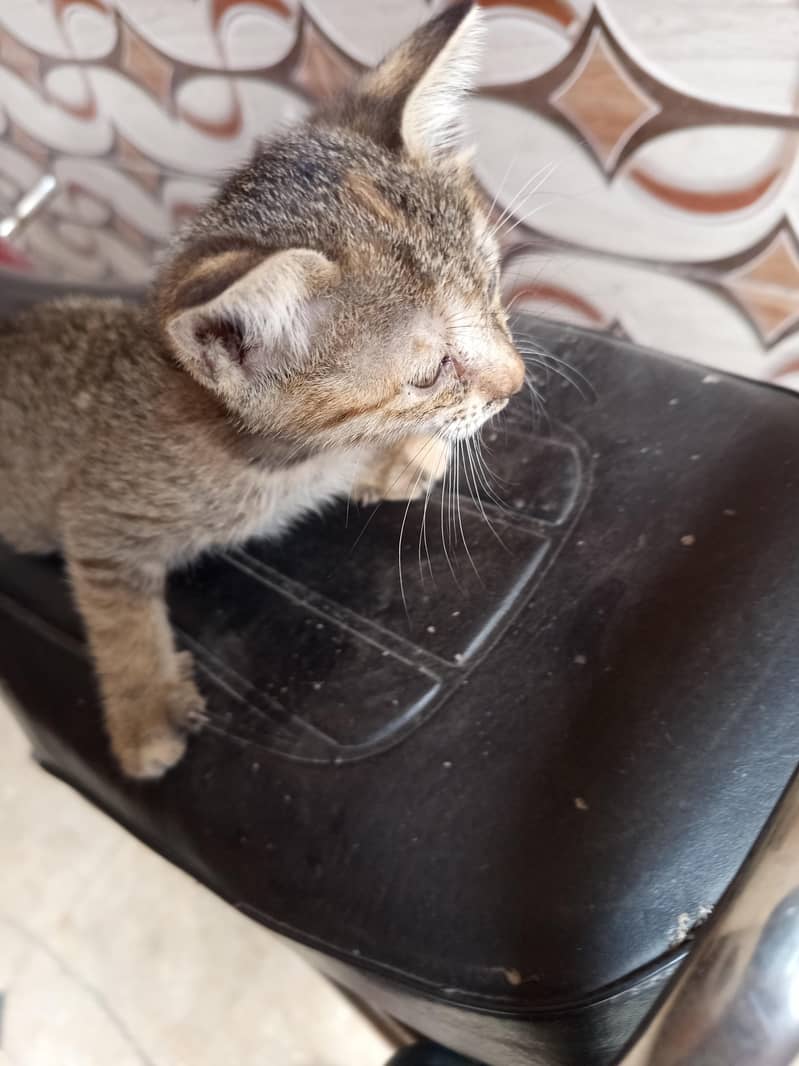 kitten 4