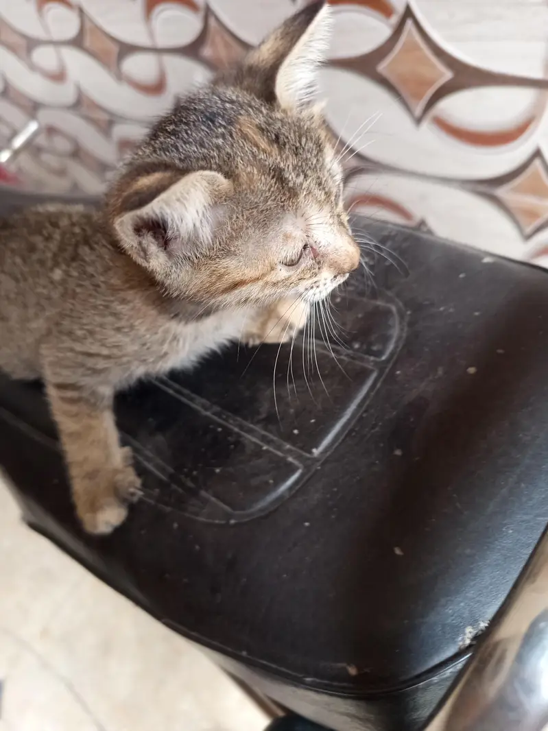 kitten — photo 5