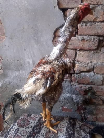 Shomo aseel patha for sale coco colour