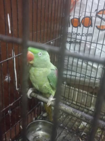 parrot pair for sale
