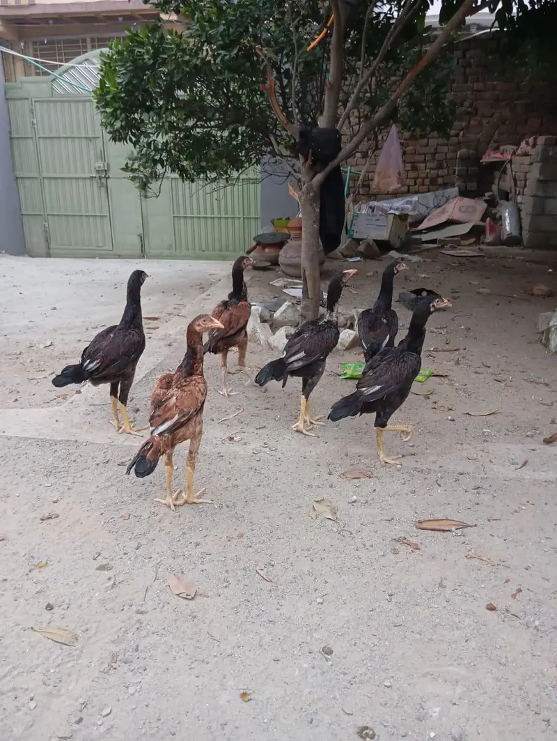 Aseel pathy for salw — photo 2