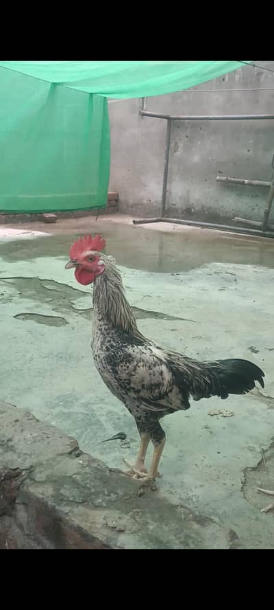 Pure Desi cock