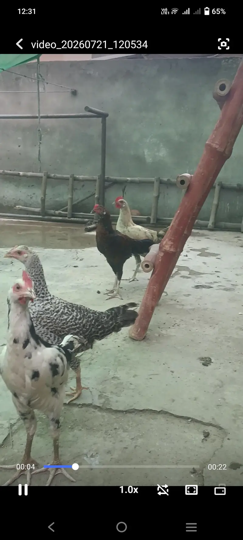 Pure Desi cock — photo 2