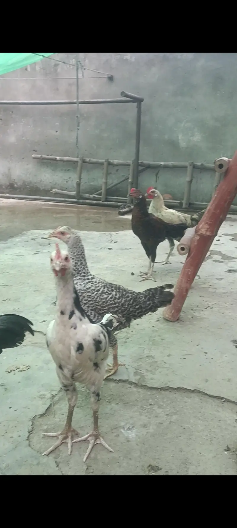 Pure Desi cock — photo 3