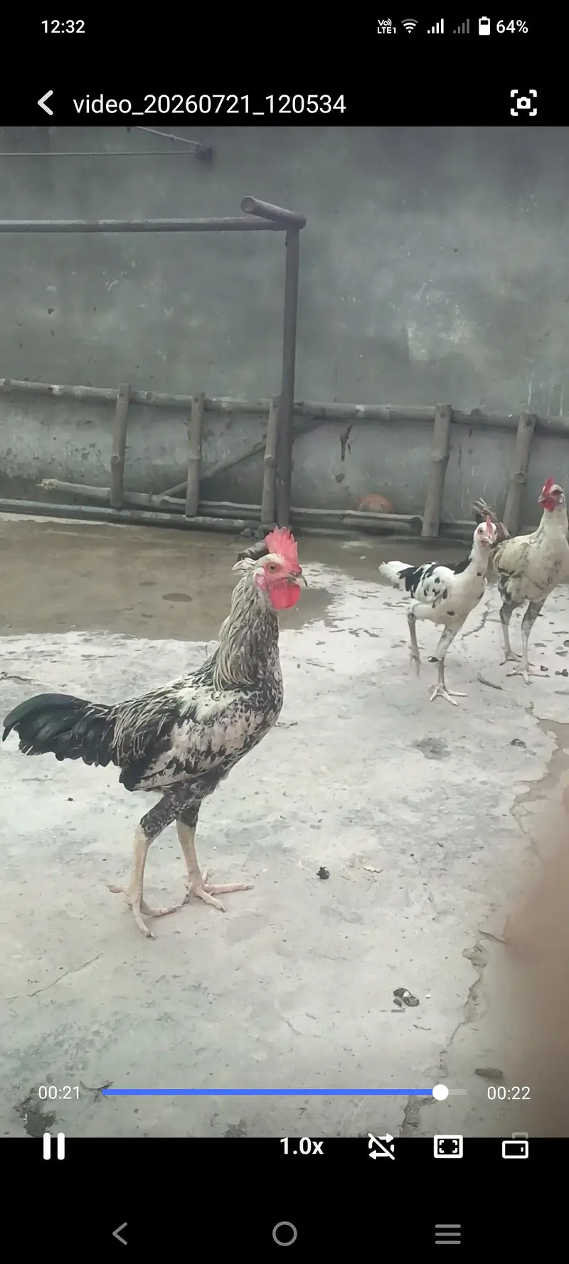 Pure Desi cock — photo 9