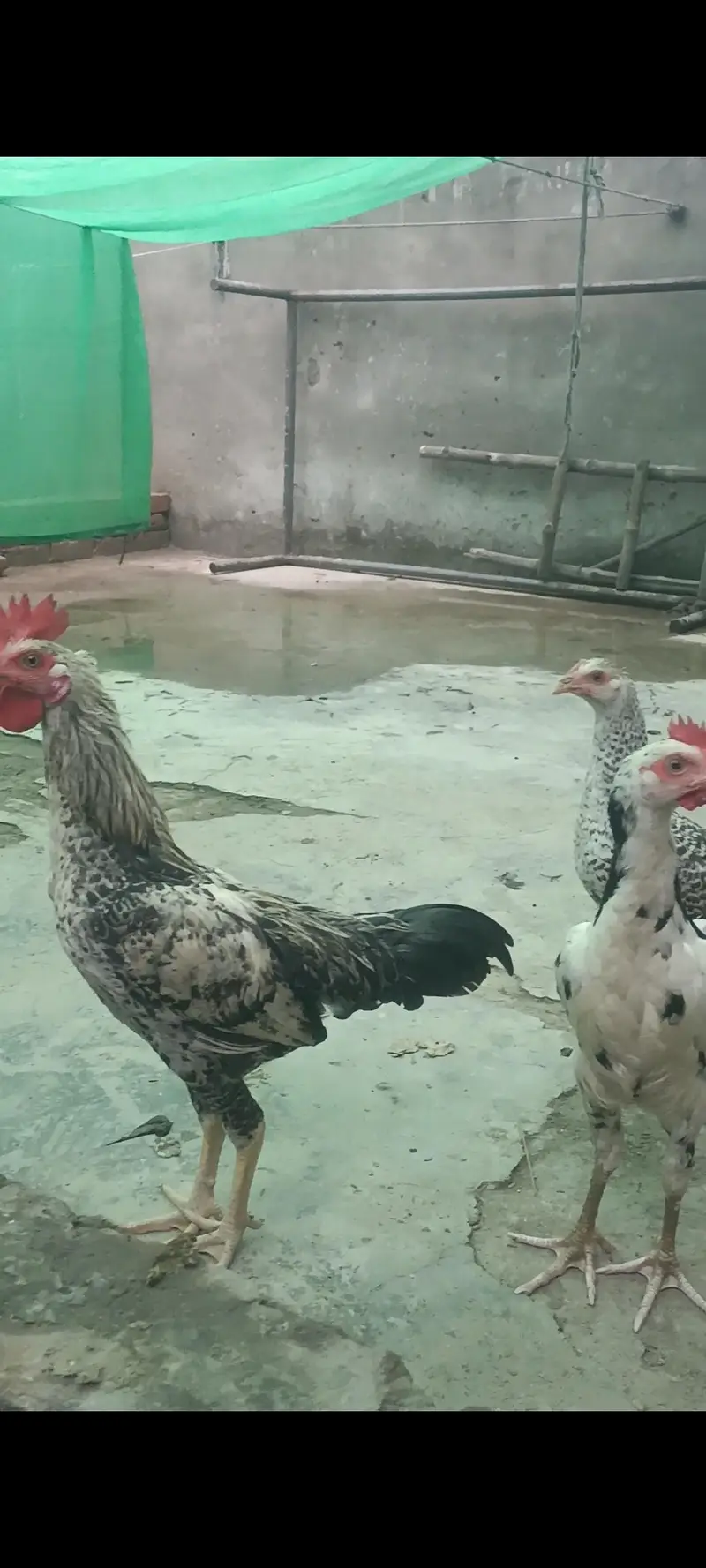 Pure Desi cock — photo 10