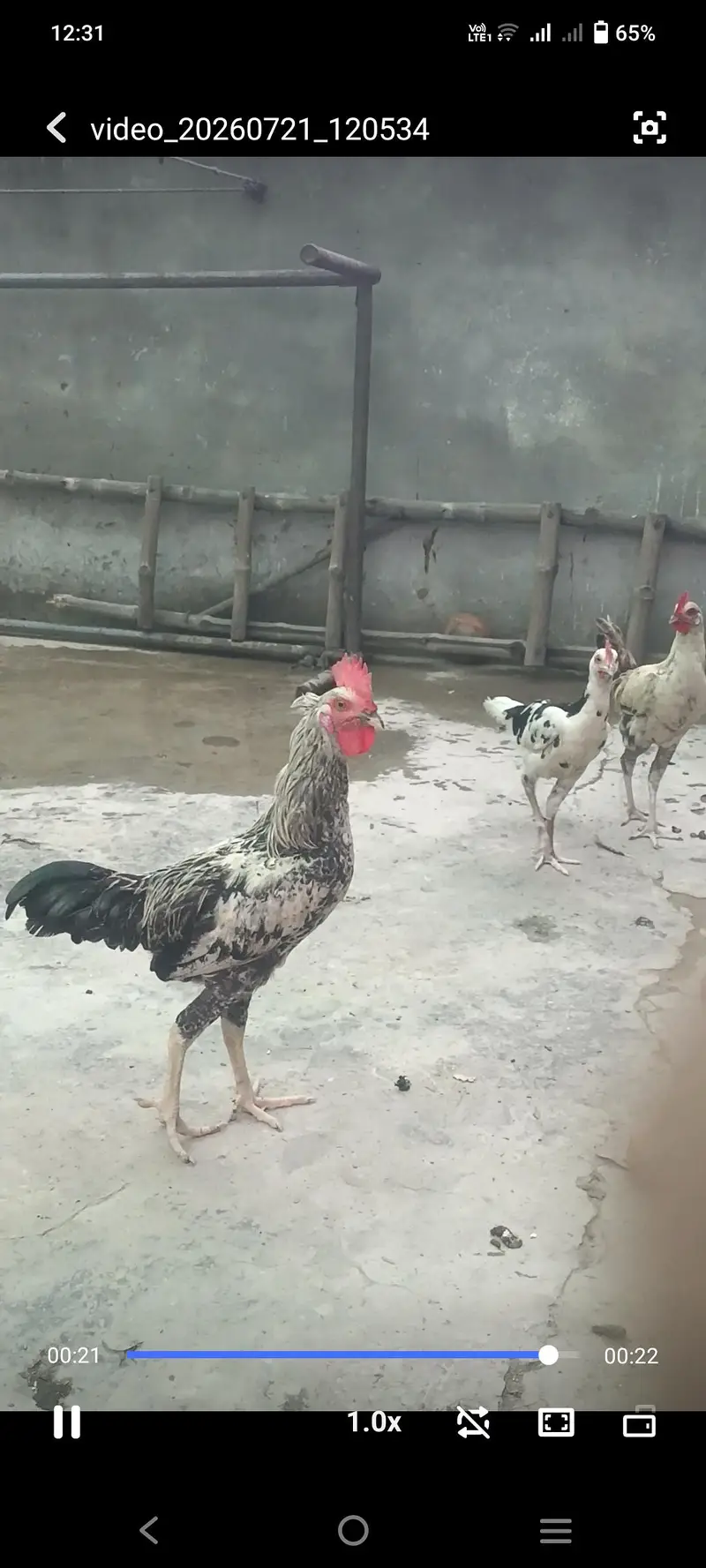 Pure Desi cock — photo 11