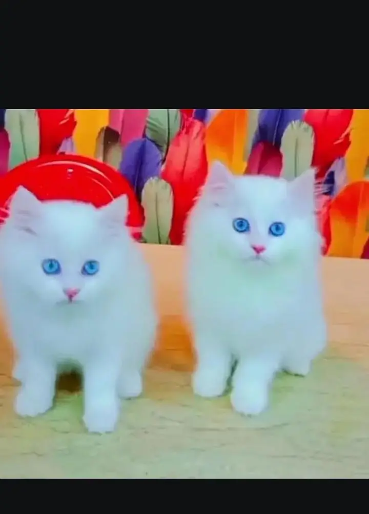 (Persian female kitten) (for sale all) (Pakistan delivery available) — photo 5