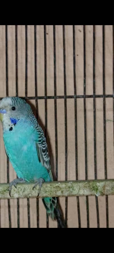 under size TCB ready to first breed