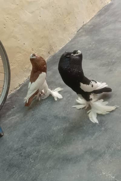 Red x Black Pouter & Lahorei Sherazi German Line