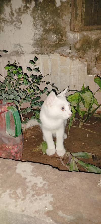cute kitten's