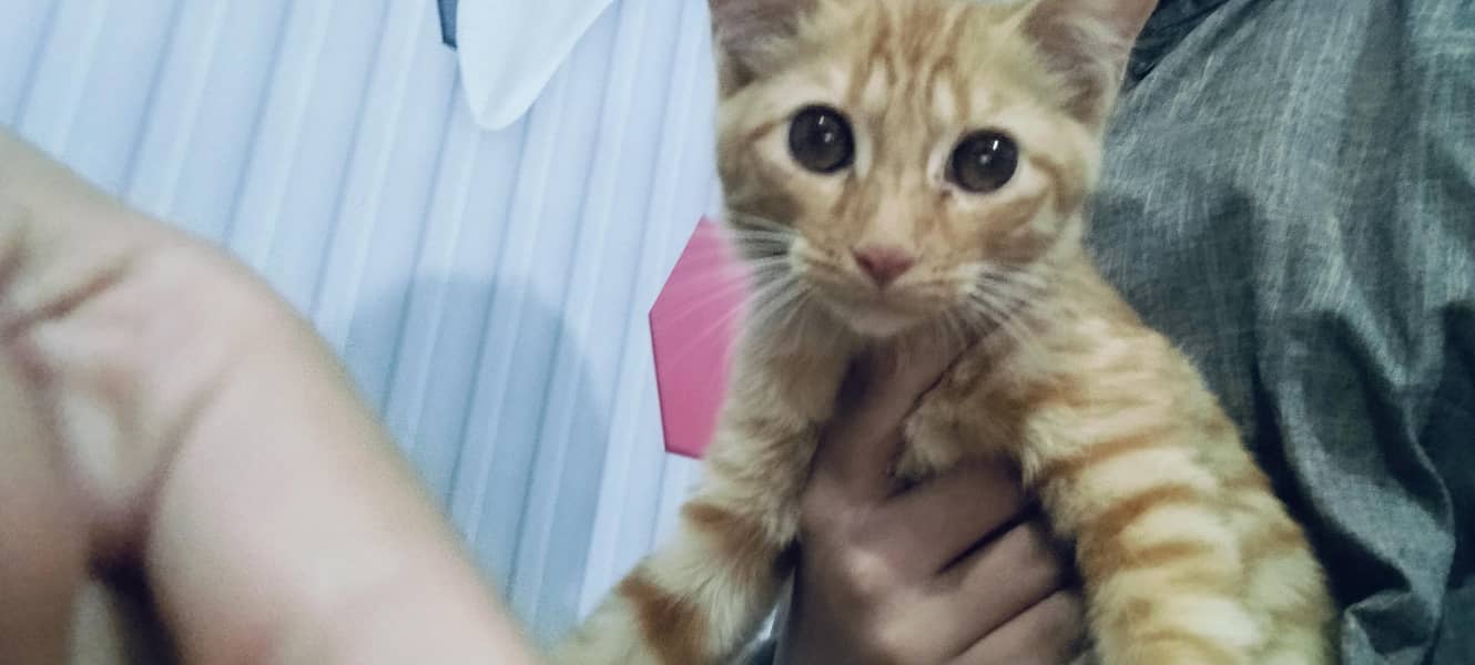 cute kitten's 1