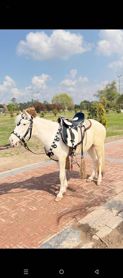 pony horse nukri female
