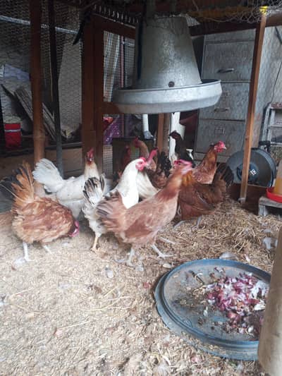 Golden Misri Desi hens pathi available
