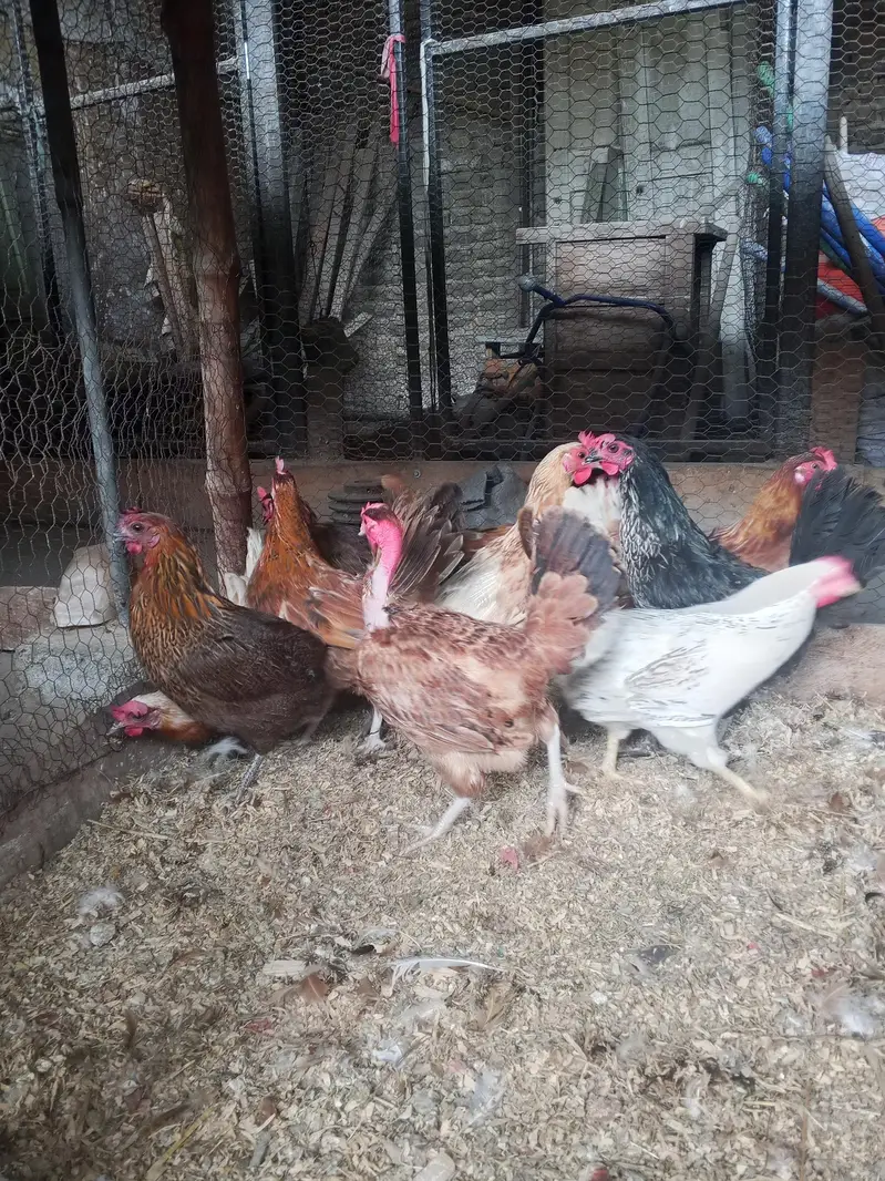 Golden Misri Desi hens pathi available — photo 2