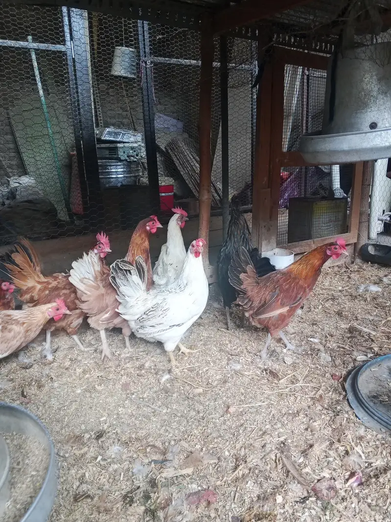 Golden Misri Desi hens pathi available — photo 3