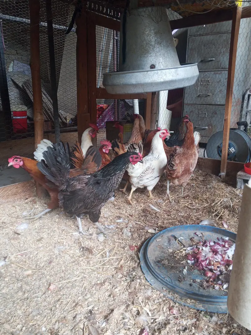 Golden Misri Desi hens pathi available — photo 4