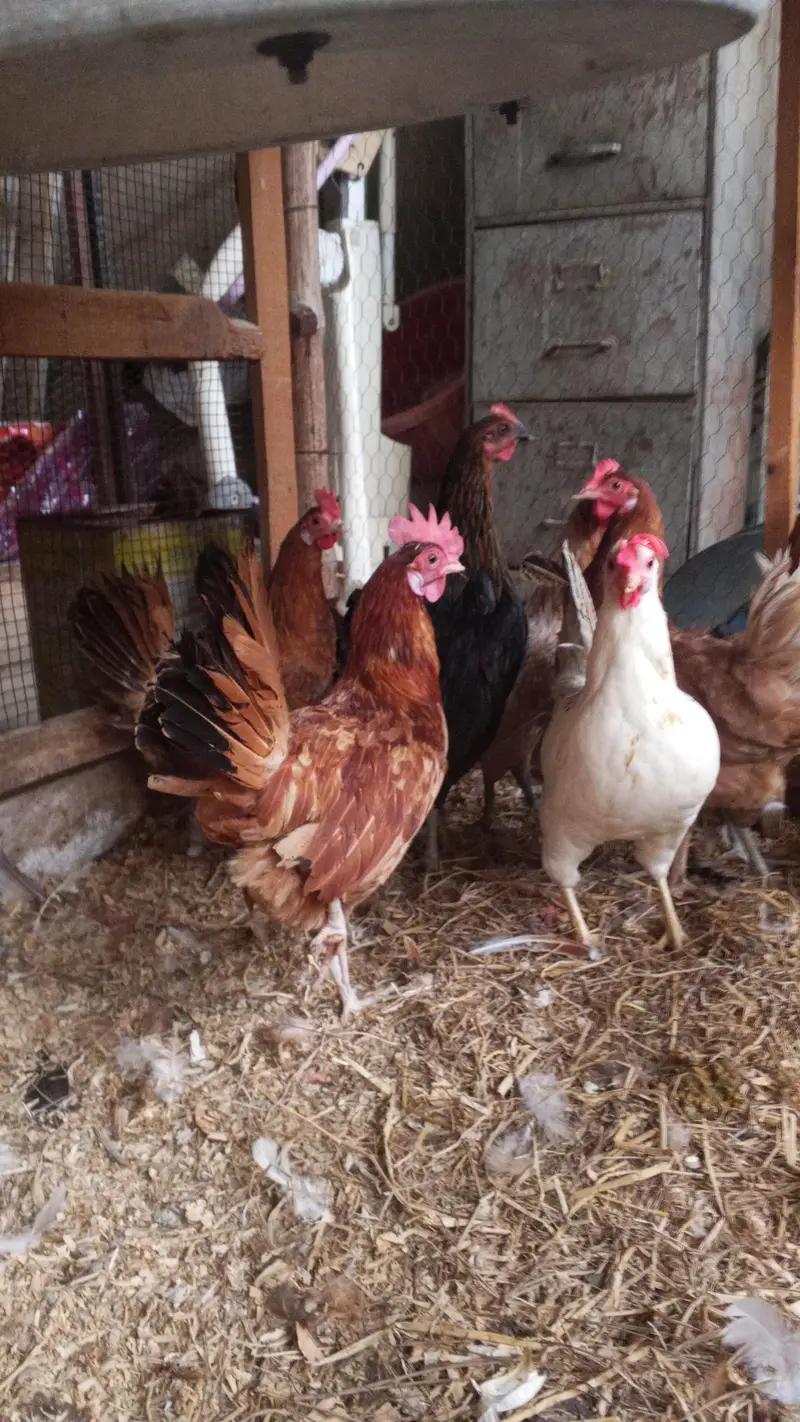 Golden Misri Desi hens pathi available — photo 5