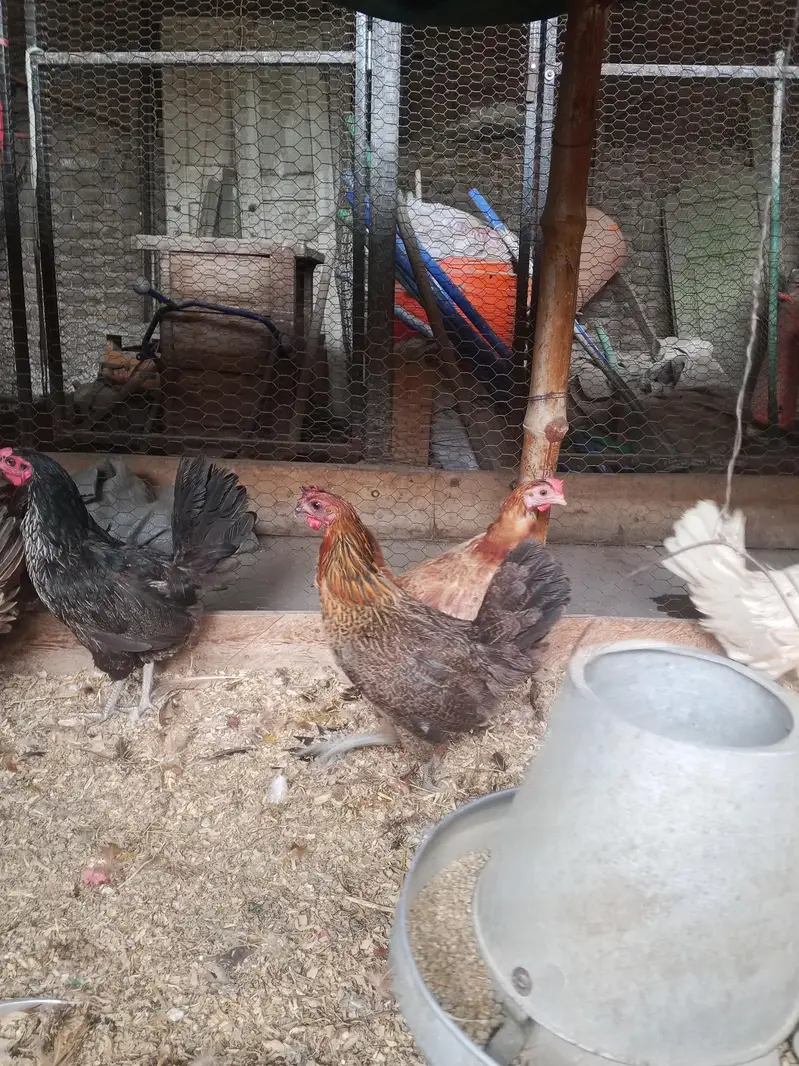Golden Misri Desi hens pathi available — photo 6