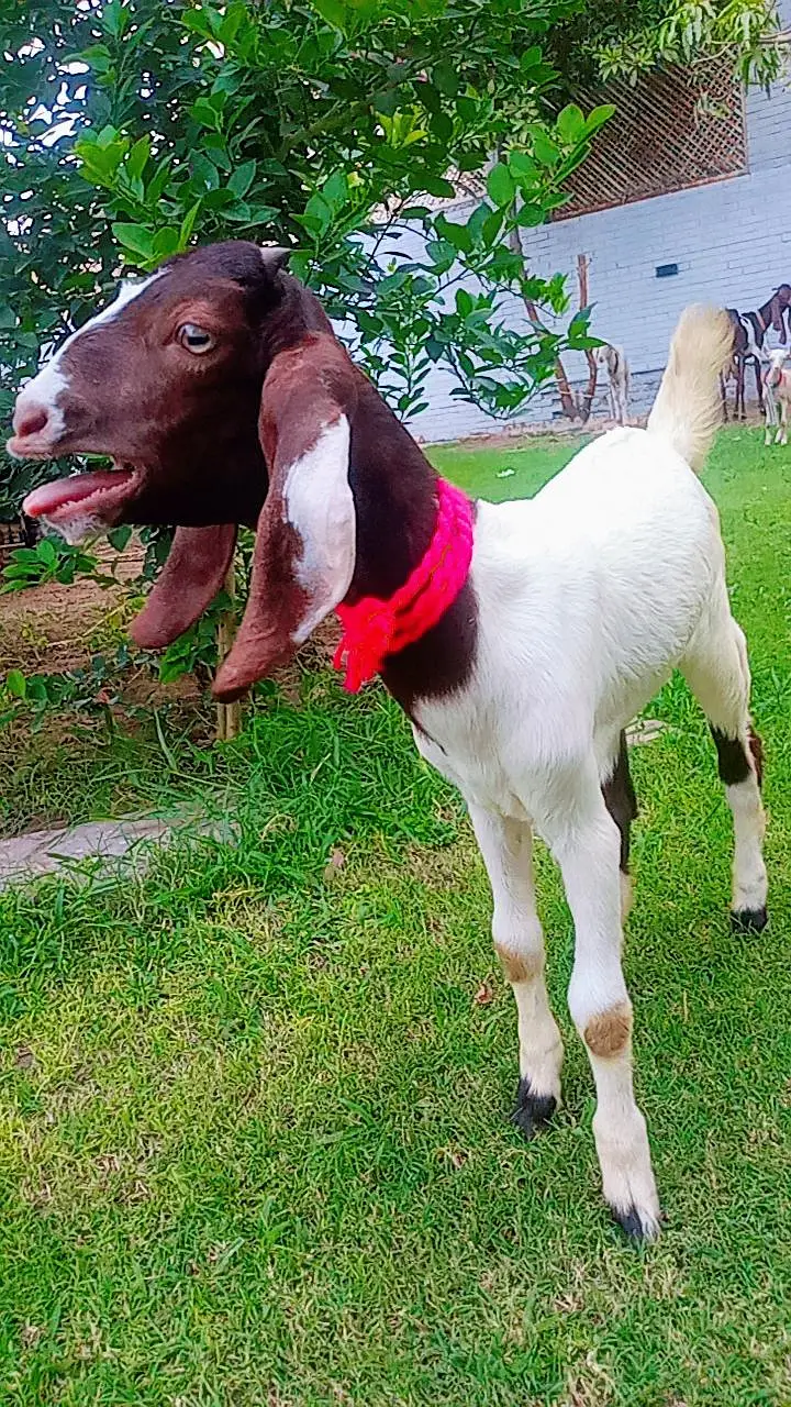Bakri path for sale — photo 5