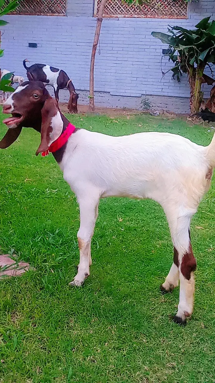 Bakri path for sale — photo 7