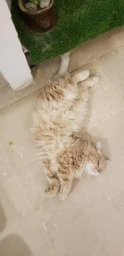 six months kitten