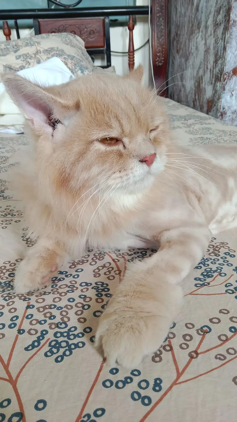 six months kitten — photo 2